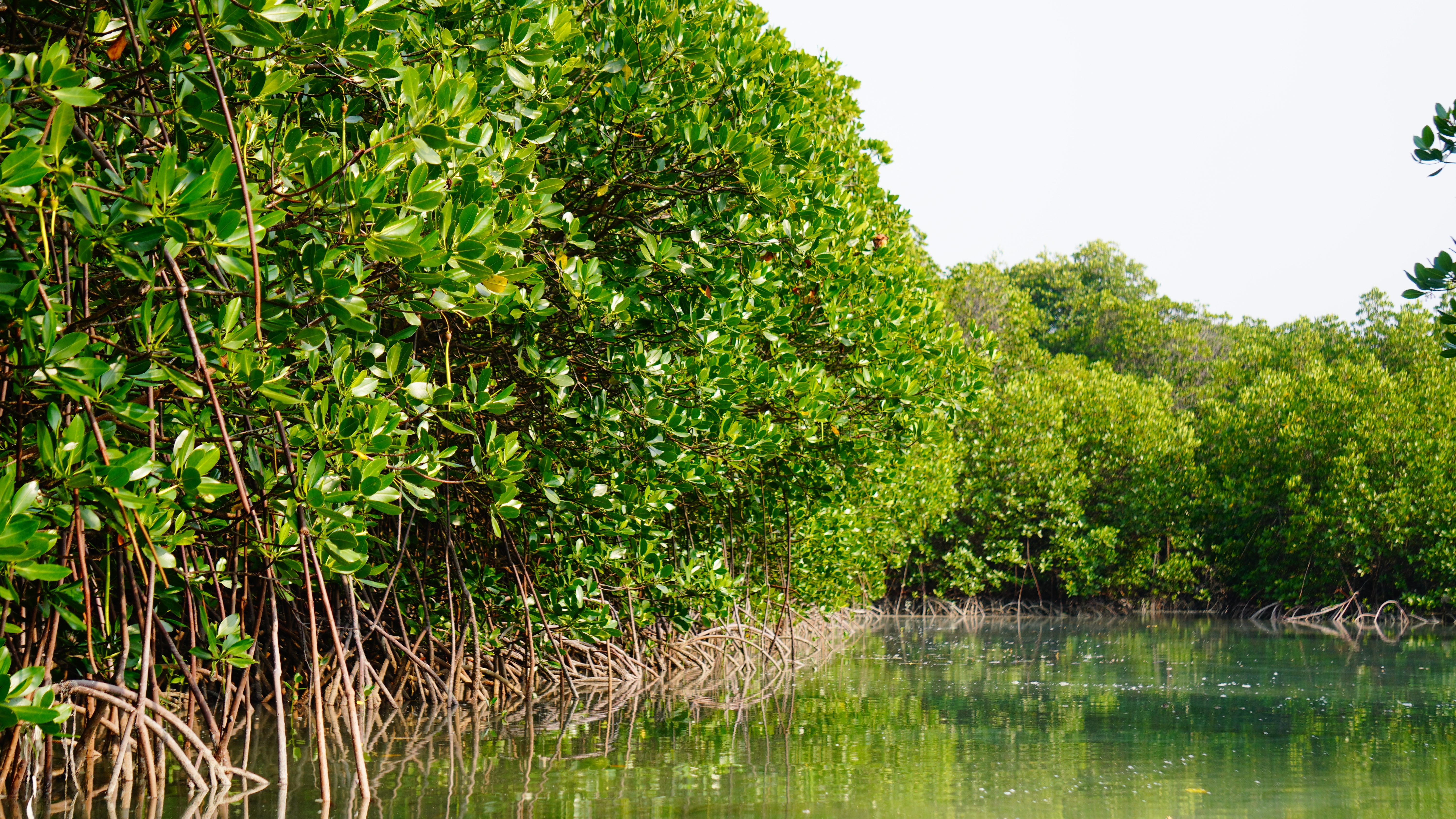 Rhizophora mucronata